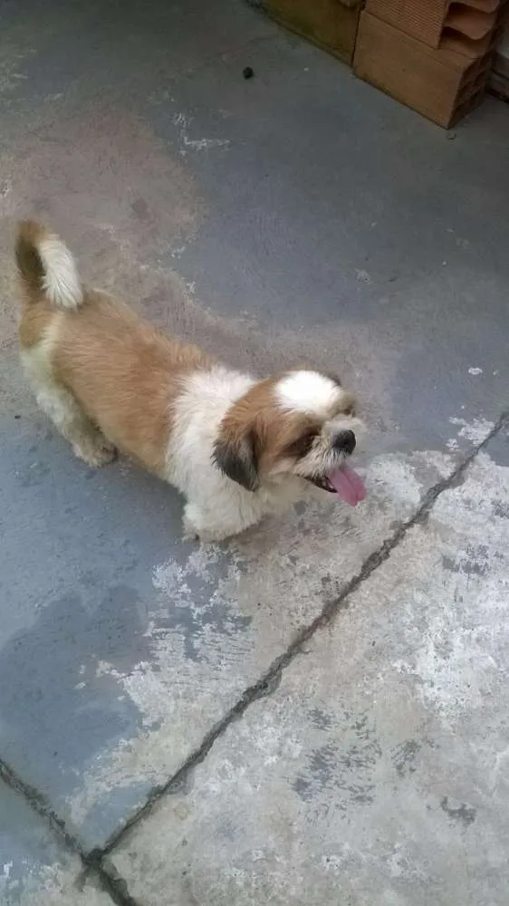 Cachorro ra a Shitzu idade 3 anos nome Nick
