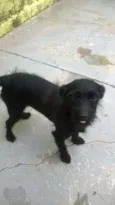 Pretinha