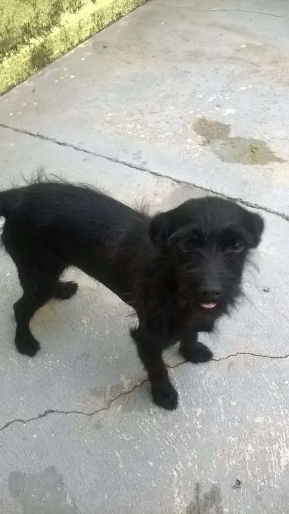 Cachorro ra a Viralata idade 5 anos nome Pretinha