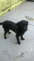 Pretinha