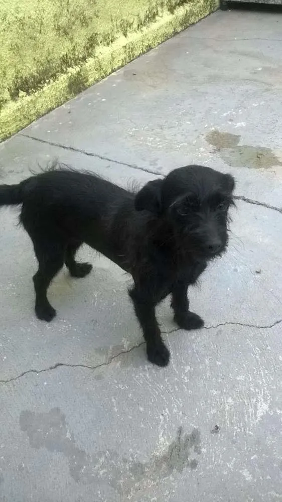 Cachorro ra a Viralata idade 5 anos nome Pretinha