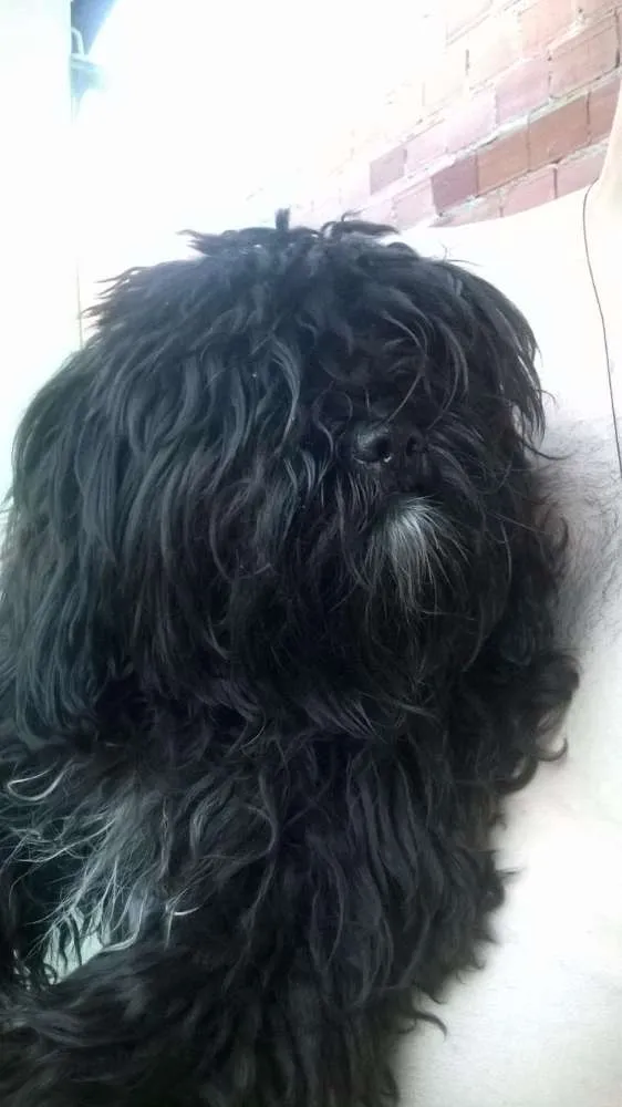 Cachorro ra a Shitzu com Poodle idade 7 a 11 meses nome Amora