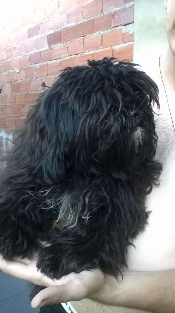 Cachorro ra a Shitzu com Poodle idade 7 a 11 meses nome Amora