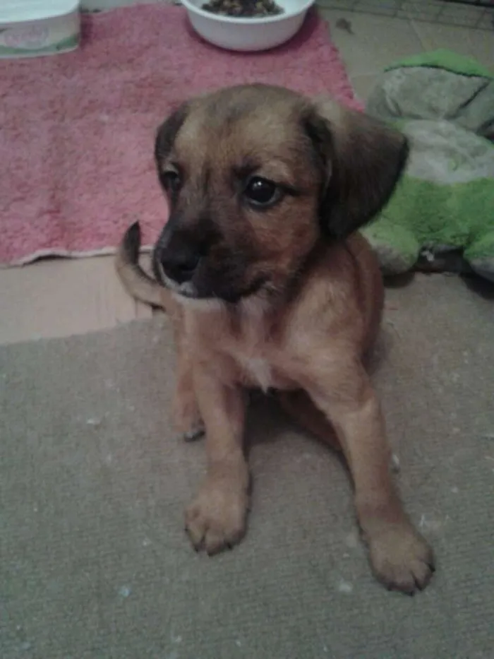 Cachorro ra a SRD idade 2 a 6 meses nome Adote Maik