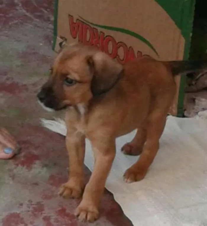 Cachorro ra a SRD idade 2 a 6 meses nome Adote Maik