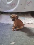 Adote Maik