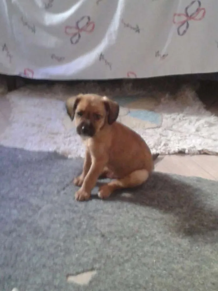 Cachorro ra a SRD idade 2 a 6 meses nome Adote Maik