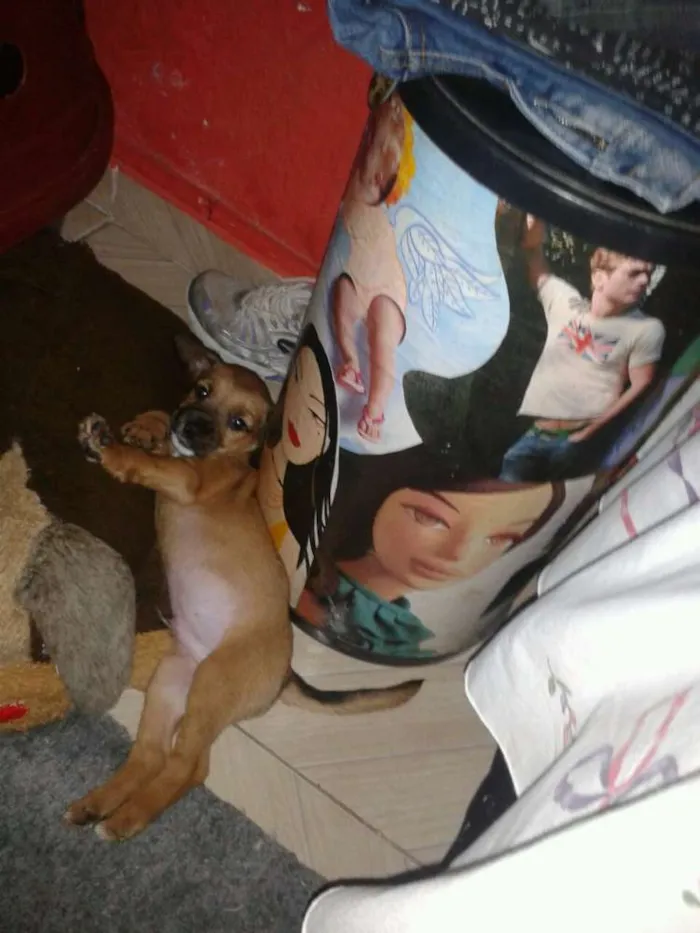 Cachorro ra a SRD idade 2 a 6 meses nome Adote Maik