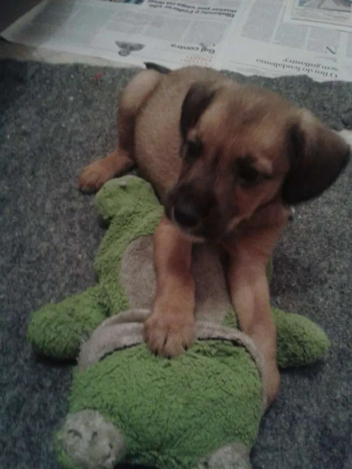 Cachorro ra a SRD idade 2 a 6 meses nome Adote Maik