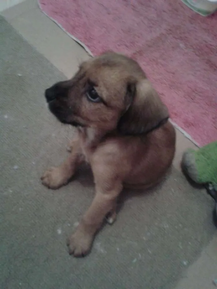 Cachorro ra a SRD idade 2 a 6 meses nome Adote Maik