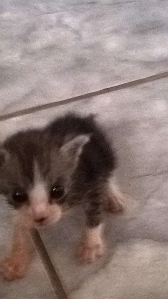 Gato ra a vira lata idade Abaixo de 2 meses nome Bartô