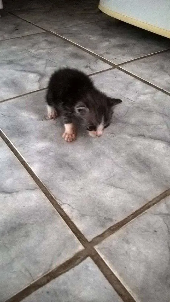 Gato ra a vira lata idade Abaixo de 2 meses nome Bartô