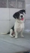 André