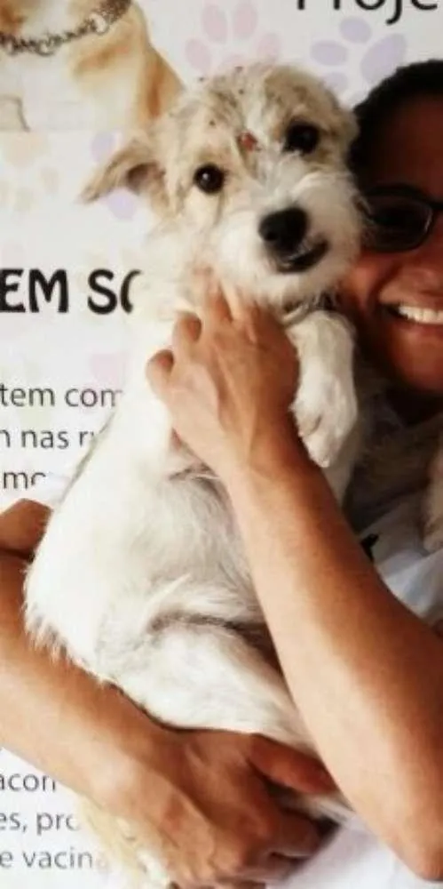 Cachorro ra a Srd idade 1 ano nome Princesa