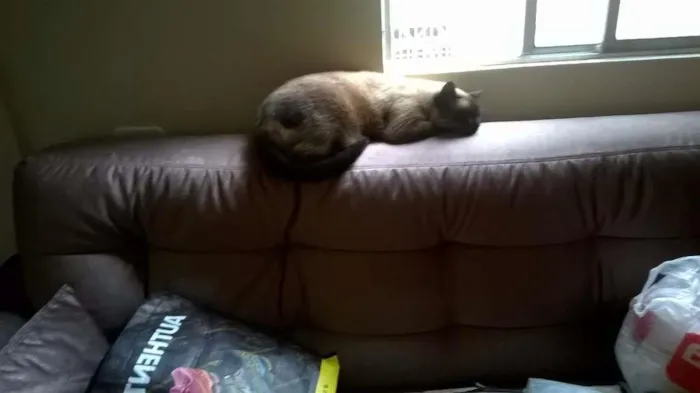 Gato ra a não definida idade 3 anos nome minhoca. fiapo e pi
