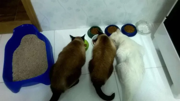 Gato ra a não definida idade 3 anos nome minhoca. fiapo e pi