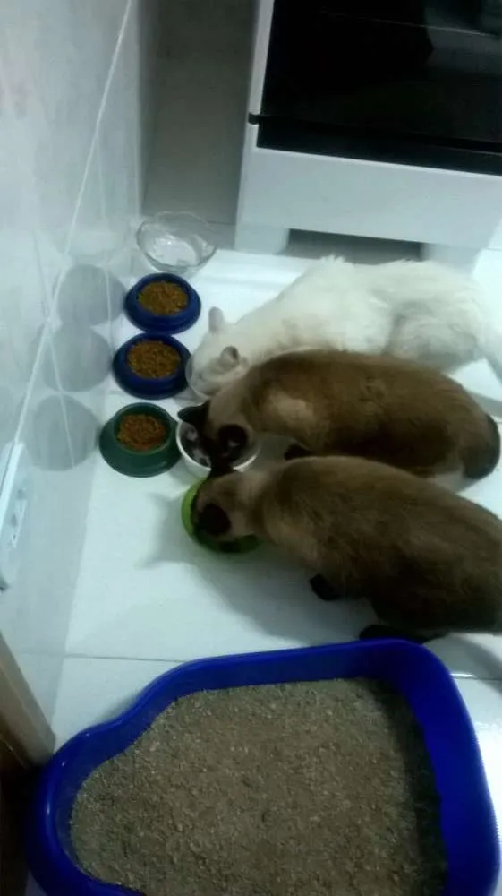 Gato ra a não definida idade 3 anos nome minhoca. fiapo e pi