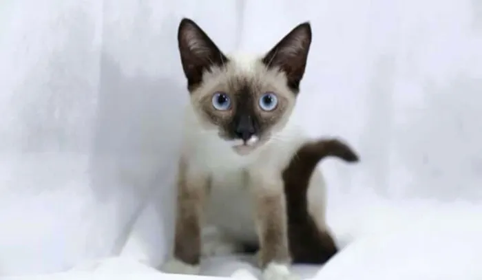 Gato ra a SRD idade 2 a 6 meses nome Sem nome