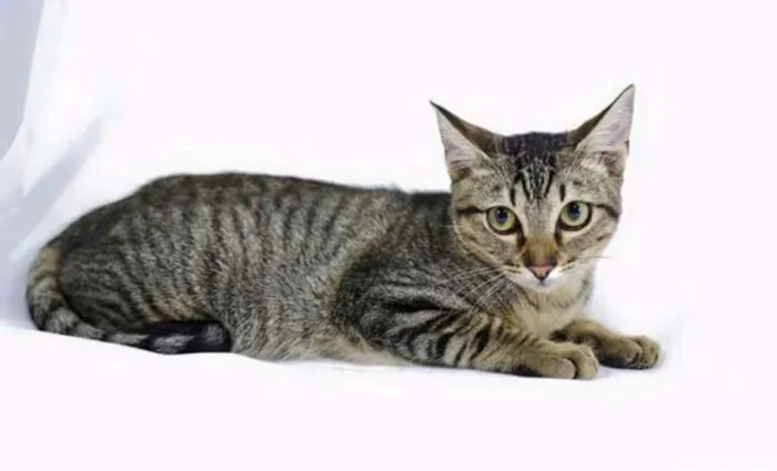 Gato ra a SRD idade 2 a 6 meses nome Sem nome