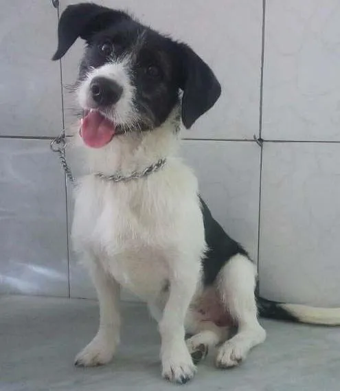 Cachorro ra a Srd idade 1 ano nome André