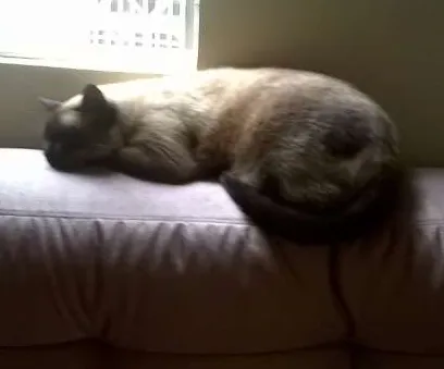 Gato ra a não definida idade 3 anos nome minhoca. fiapo e pi