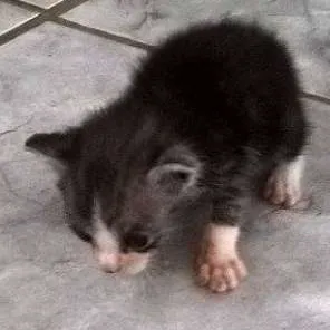 Gato raça vira lata idade Abaixo de 2 meses nome Bartô
