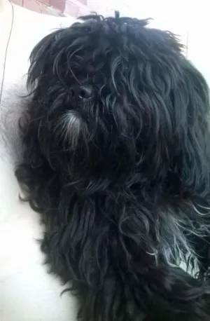 Cachorro raça Shitzu com Poodle idade 7 a 11 meses nome Amora