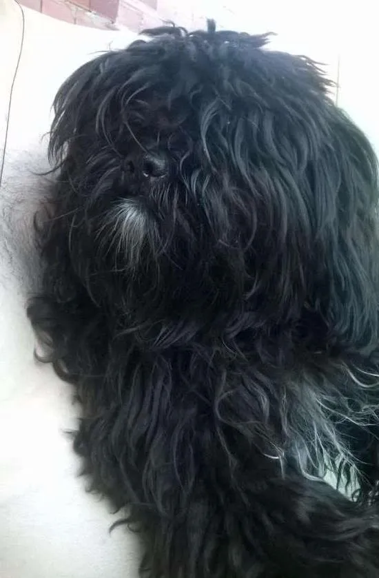 Cachorro ra a Shitzu com Poodle idade 7 a 11 meses nome Amora