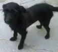 Pretinha