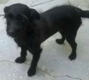 Cachorro raça Viralata idade 5 anos nome Pretinha