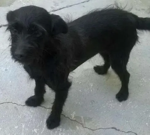 Cachorro ra a Viralata idade 5 anos nome Pretinha