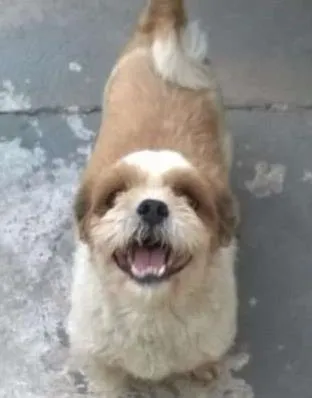 Cachorro ra a Shitzu idade 3 anos nome Nick