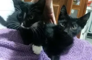 Gato raça SRD idade Abaixo de 2 meses nome Miaus