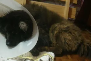 Cachorro raça Chow Chow idade 6 ou mais anos nome Thariel