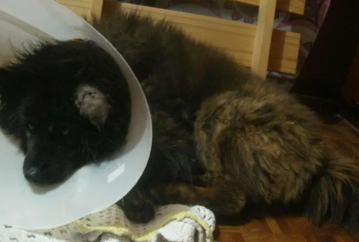 Cachorro ra a Chow Chow idade 6 ou mais anos nome Thariel