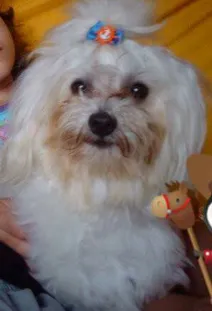 Cachorro raça Maltês idade 6 ou mais anos nome Bidu
