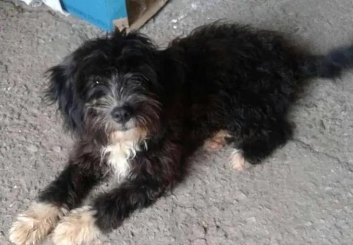 Cachorro ra a srd idade 7 a 11 meses nome laika