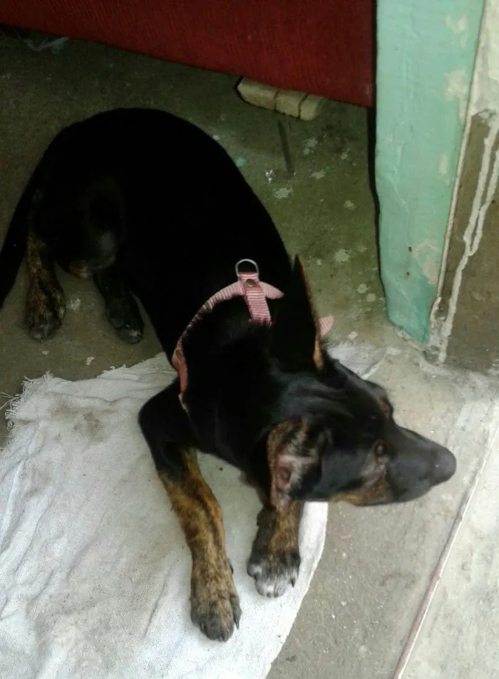 Cachorro ra a vira lata idade 2 a 6 meses nome Mosquita 