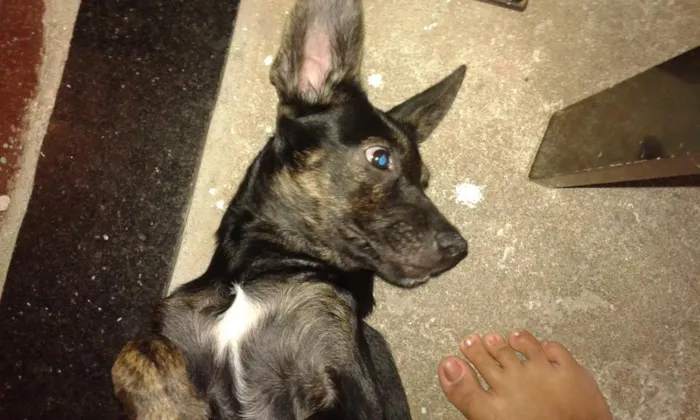 Cachorro ra a vira lata idade 2 a 6 meses nome Mosquita 