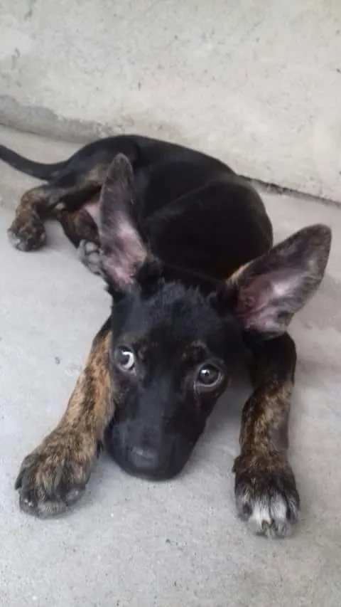 Cachorro ra a vira lata idade 2 a 6 meses nome Mosquita 
