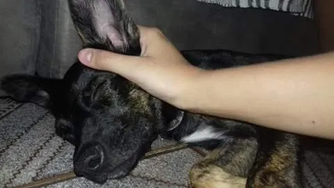 Cachorro ra a vira lata idade 2 a 6 meses nome Mosquita 
