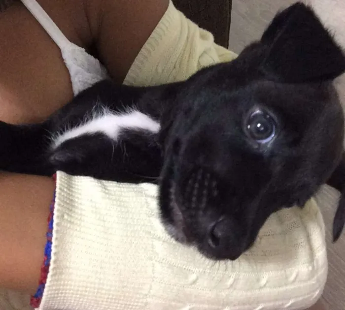 Cachorro ra a Pit-Bull idade 2 a 6 meses nome Potter