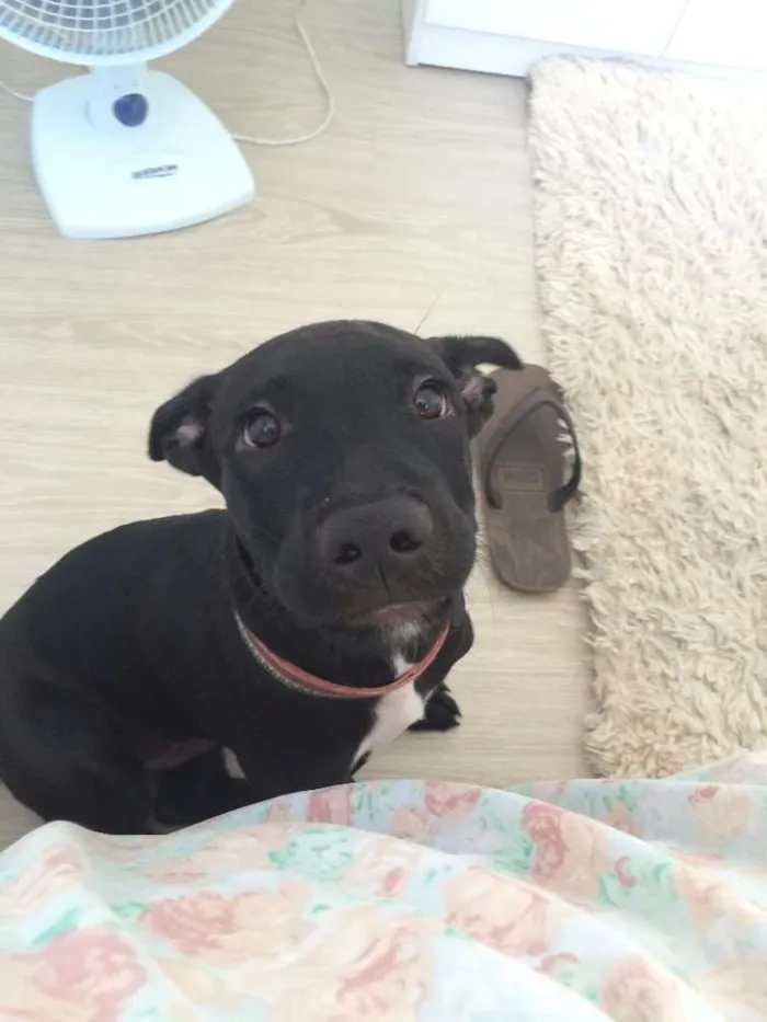 Cachorro ra a Pit-Bull idade 2 a 6 meses nome Potter