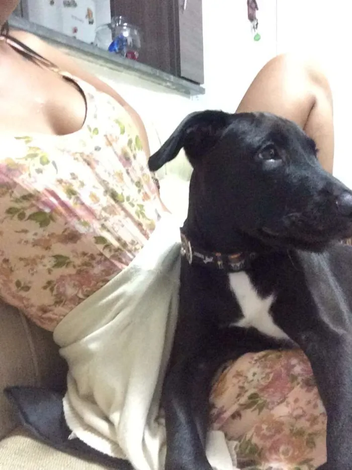 Cachorro ra a Pit-Bull idade 2 a 6 meses nome Potter