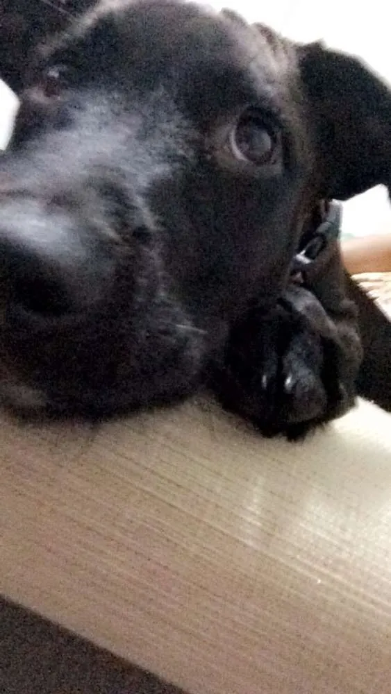 Cachorro ra a Pit-Bull idade 2 a 6 meses nome Potter
