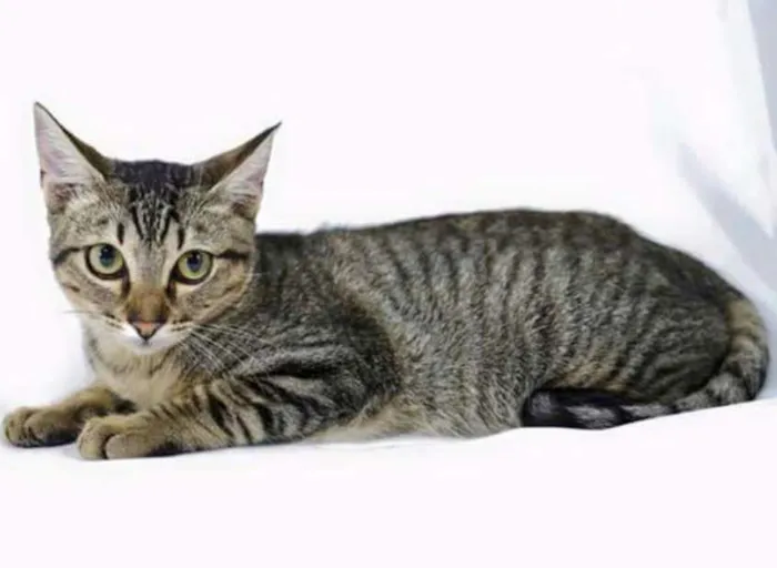 Gato ra a SRD idade 2 a 6 meses nome Sem nome