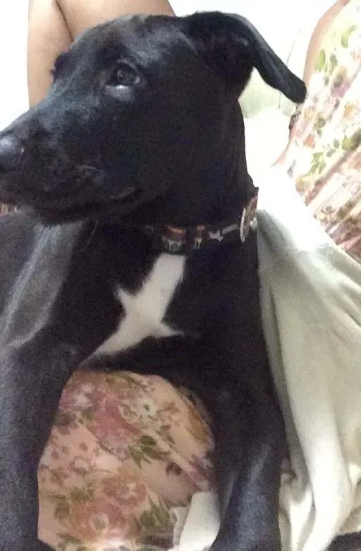 Cachorro ra a Pit-Bull idade 2 a 6 meses nome Potter