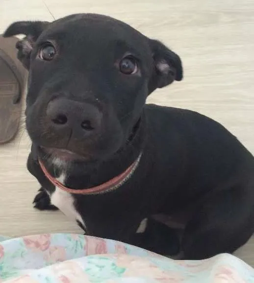 Cachorro ra a Pit-Bull idade 2 a 6 meses nome Potter