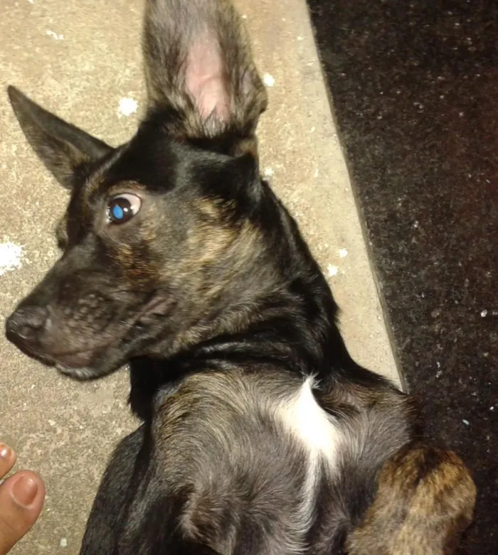 Cachorro ra a vira lata idade 2 a 6 meses nome Mosquita 