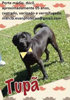 Cachorro raça SRD idade 5 anos nome Tupã